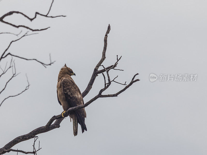 沃尔伯格的鹰，hieraetus wahlbergi，在死树上，纳米比亚，非洲
